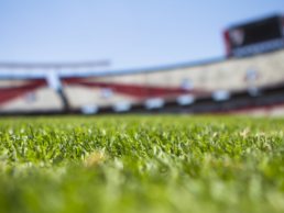 Grass in a school field